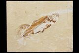 Bargain, Cretaceous Fish (Nematonotus) Fossil - Lebanon #147216-1